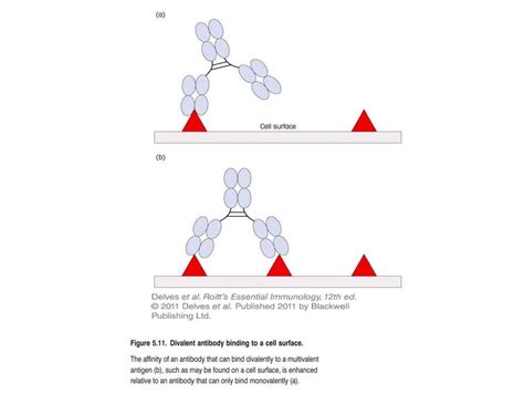 (british, slang) someone with poor social discipline who continually bothers uninterested women. Antigen-antibody reactions and selected tests - online ...