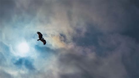 Скачать 1920x1080 орел птица крылья полет облака небо обои