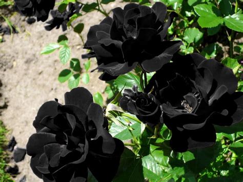 Black Roses Meaning Pictures And What You Must Know Florgeous
