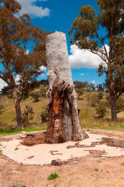 Aboriginal Heritage Scar Trees