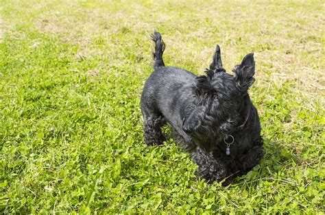 Small Hypoallergenic Dog Breeds Terriers