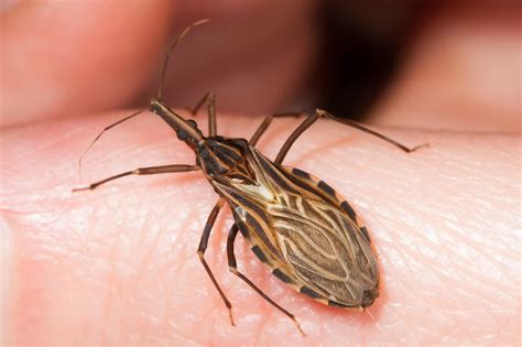 Deadly Kissing Bug That Kills Thousands Needs To Be Taken Seriously Now