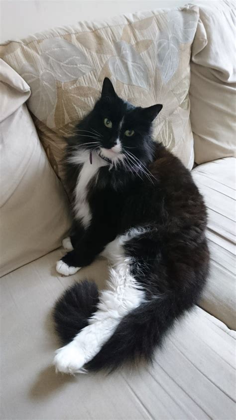 Maybe you would like to learn more about one of these? Long haired black and white cat, Norwegian forest cat ...
