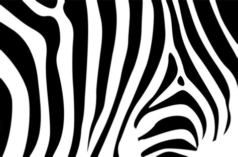 Download Zebra vector free free vector download (188 Free vector) for commercial use. format: ai, eps ...