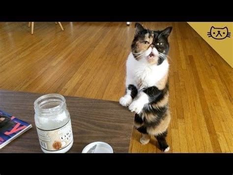 Again, coconut oil is harmless to your cat meaning there will be no unexpected side effects from using the treatment on your cat. Cat Goes Crazy for Coconut Oil (dogs love it to ...