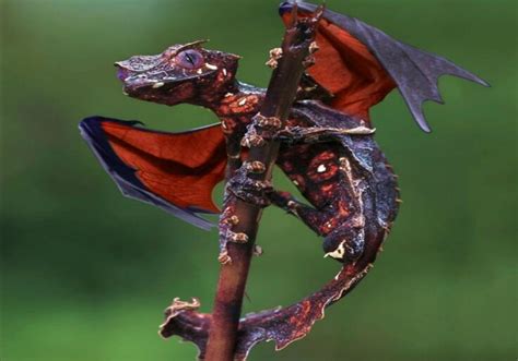 Flying Dragon Lizards Летучий дракон или летающая ящерица лат Draco