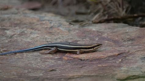 Blue Tailed Skink Care Guide Needs And Faqs Explained Pics