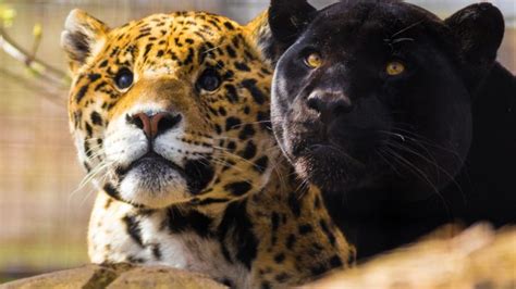 Animals Big Cats Jaguars Panthers Wallpapers Hd Desktop And Mobile
