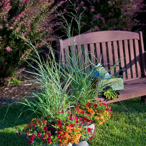 Homeowner growing & maintenance tips: Prairie Winds® 'Cheyenne Sky' - Red Switch Grass - Panicum ...