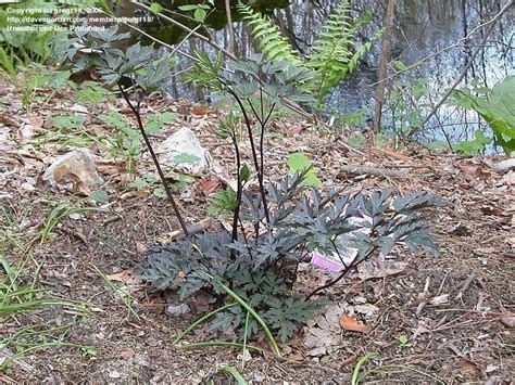 Plantfiles Pictures Actaea Autumn Snakeroot Black Cohosh Bugbane