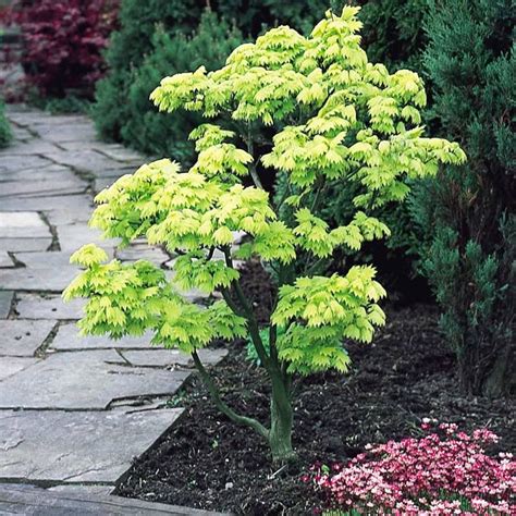 The japanese garden is a process of distillation and serenity, so overcrowding your space for the sake of it is a huge faux pas in japanese culture. japanese plants for sale uk | Plants, Japanese plants, Shrubs