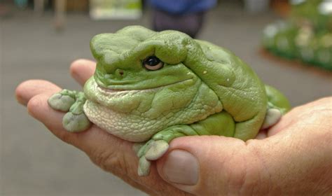 This species is originally found throughout the northern half of australia and in southern new guinea. White's dumpy tree frog. | Wildlife | Pinterest | Trees ...