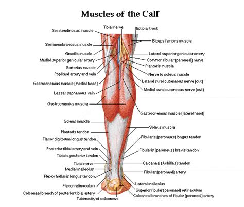 The calf muscle is found at the back of the lower leg and is comprised of three muscles: Calf muscles | Anatomy & Physiology | Pinterest