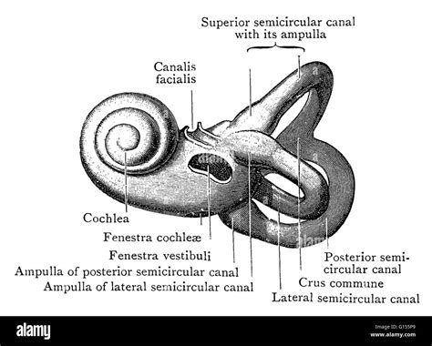 Illustration Of The Left Bony Labyrinth Of The Inner Ear From The
