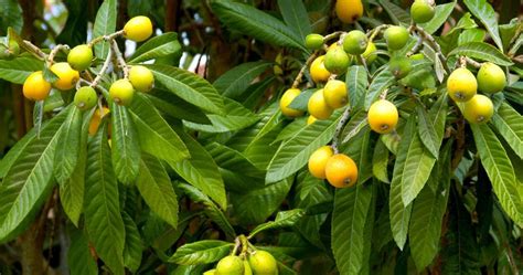 Texas Gardening Loquat Trees Are Ready To Re Pot Can Be Planted Next