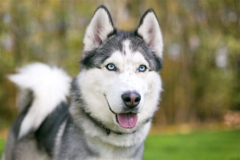 30 Adorable Husky Pictures Readers Digest