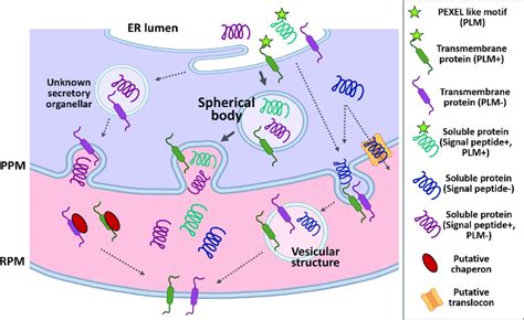 Schematic Of The Protein Export Pathway In Babesia Irbc The Appointed