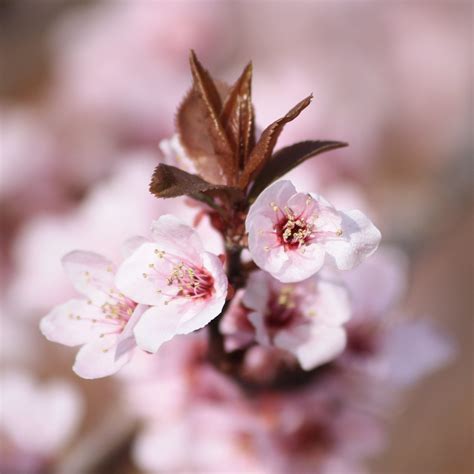 Plum Blossoms And Sprouting Leaves Picture Free Photograph Photos