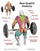 Images of Core Muscles Deadlift
