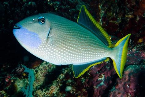 Blue Throat Triggerfish Xanthichthys Auromarginatus Saltwater Fish