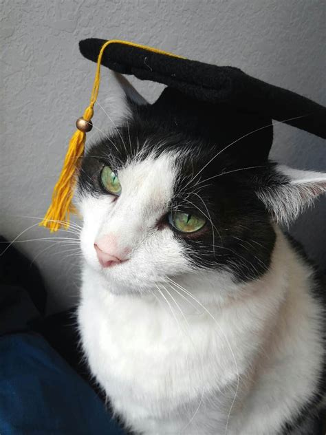 Graduation Cat Cute Cats In Hats