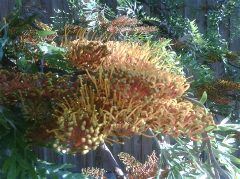 The tree likes at the location and the soil should be. sunnyrain: Silky Oak Tree