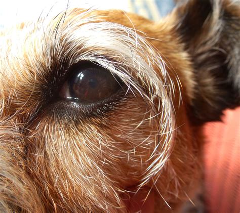 Wallpaper Portrait Closeup Fur Nose Whiskers Iris Eye Puppy