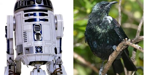 Geek With Curves The Bird That Sounds Like R2 D2