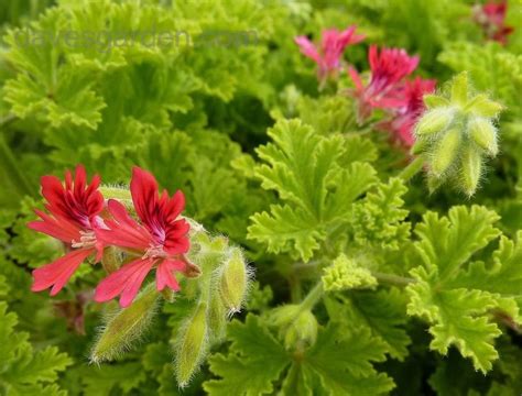 Plantfiles Pictures Scented Geranium Concolor Lace Pelargonium By