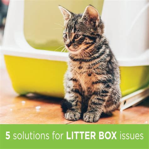 Litter Box Problems Are Common And For The Most Part Easily Solved