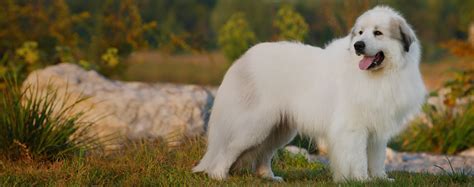 Top Activities For A Great Pyrenees - Wag!