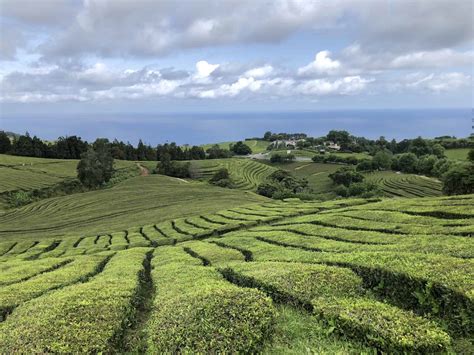Chá Gorreana Tea Plantation Hike São Miguel Azores Triptins