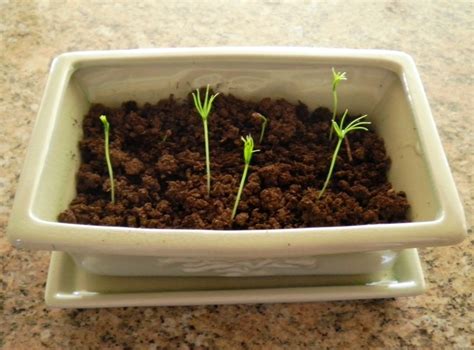 It is certain to have identical dna to the 'mother tree' so your bonsai tree will thus be a clone of the 'mother'. Growing a Bonsai From a Seed
