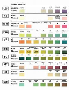Urinalysis Test Color Chart Learn Parallax Com