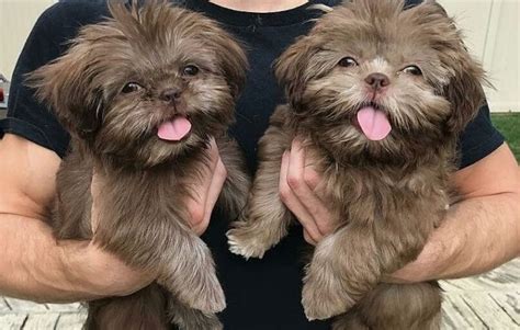 Chocolate Brown Shih Tzu What You Should Know Shih Tzu World