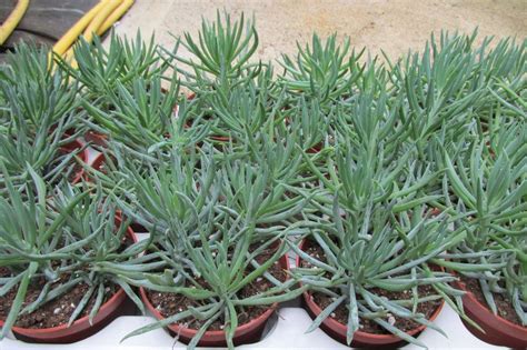 Moreover, we offer our drum mix plant in different specifications to meet the varied needs of customers. Senecio Himalaya | Himalayas, Succulents, Plants
