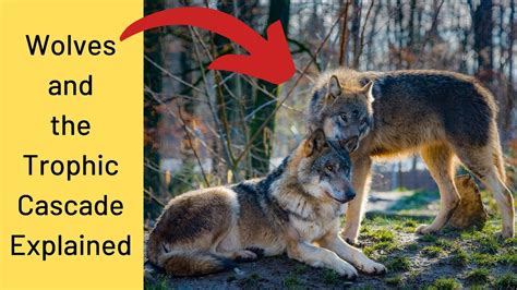 Trophic Cascade The Importance Of Wolves For The Ecosystem Youtube