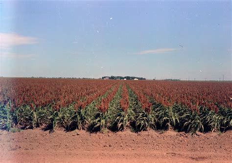 Milo Grain And Sorghum Fields Side 1 Of 1 The Portal To Texas