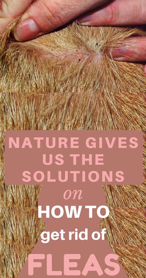 To allow the chemicals to reach other parts of the skin, the collar should be worn in such a way that it is in contact. Nature Gives Us The Solutions On How To Get Rid Of Fleas ...