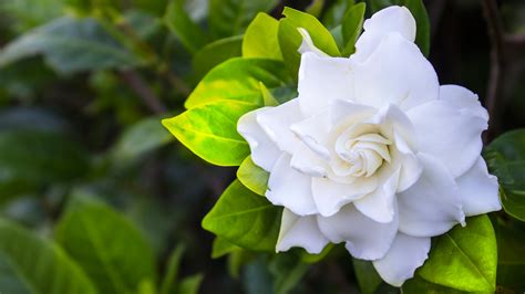 You can also use combinations of white flowers with other colored flowers in attractive cut flower floral displays. Top 10 Flowers That Look Like Roses - #09 - Gardenia - HD ...