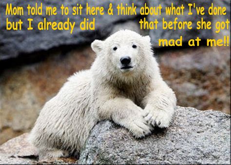 Bear Humor Funny Bear Stories And Pictures Interesting Facts About