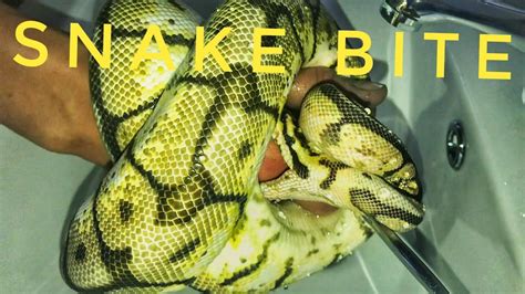 50 Best Ideas For Coloring Ball Python Bite