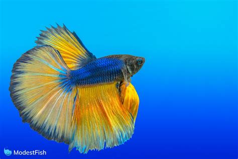 Think your betta fish has fin or tail rot? 13 Types Of Betta Fish (Includes Video Of The Rarest)