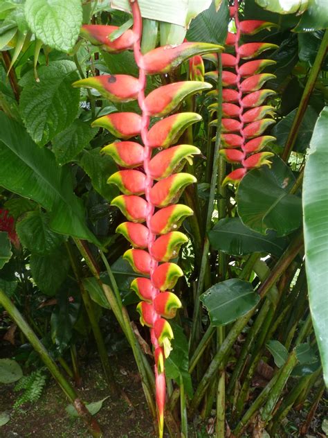 Ingin membuka bisnis warung sembako di rumah bisa bikin untung sampai puluhan juta? A Day in the Life of a Globe Trotter: Flowers of Costa Rica
