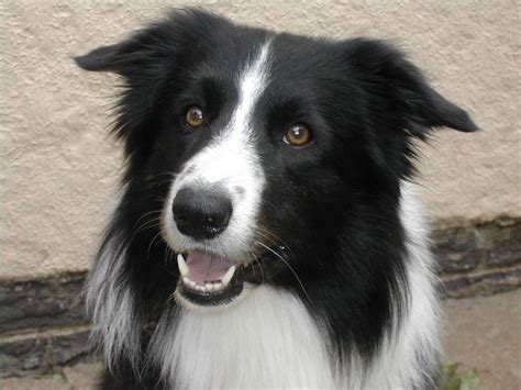 Border Collie Collie Dog Collie Border Collie Dog