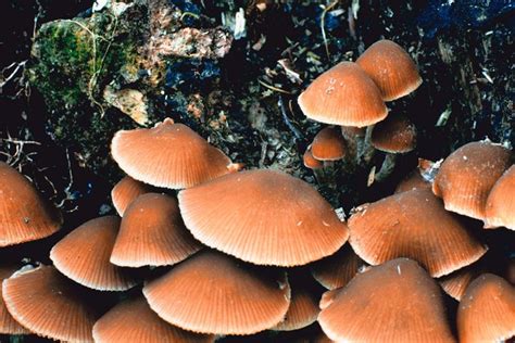 How To Identify Wild Psilocybin Mushrooms Hunker