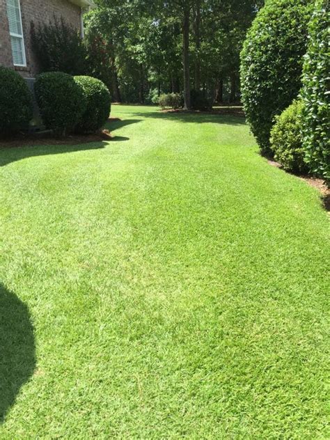 How To Care For Centipede Grass Liquid Lawn