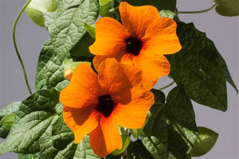 Bunga sakura juga disebut dapat membantu menaikkan mood seseorang dan menghilangkan stres. Gambar : alam, mekar, menanam, daun bunga, berkembang, Jeruk, botani, pendaki, taman, Flora ...