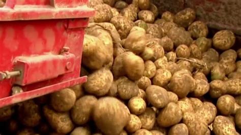 Conservation de la pomme de terre
