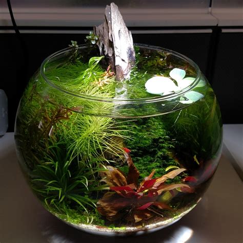 Filter dalam aquarium juga sangat bagus untuk mengurangi intensitas pergantian air. Jual Aquarium Bulat Fish Bowl 10 Liter LUNA C1 Toples ...